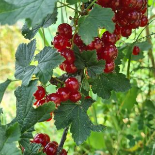 Další krásné souznění barev ❤️💚Červená, zelená, dříve , tak nějak neoblibená kombinace 😉 ale pokud se budeme řídit barvami...